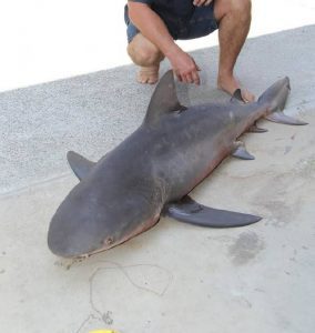 Bull Shark caught in Gulf of Mexico.