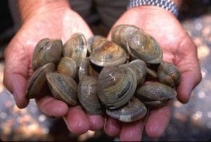 Grilled Clams are great with garlic butter.