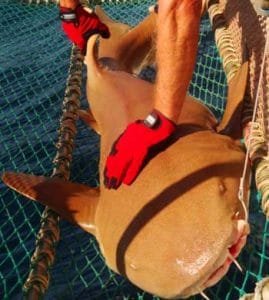 Nurse Shark