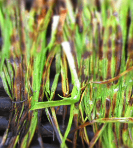 Grilled Green Onion and Peppers (patiodaddiobbq.com)