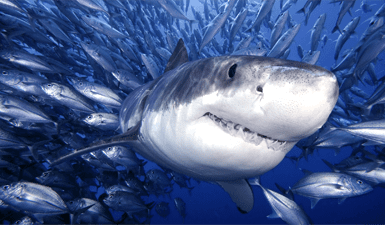 Eat Like a Tiger Shark