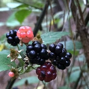 Blackberries on the vine are at maximum ripeness in the Southeast in the month of June. Blackberry Pork Chops just in time for summer.